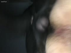 Dog knots my backdoor